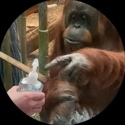 Pointing Orangutang token logo