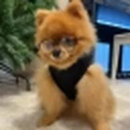 ARTCHI THE SPITZ logo