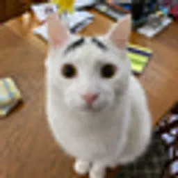 SAM
