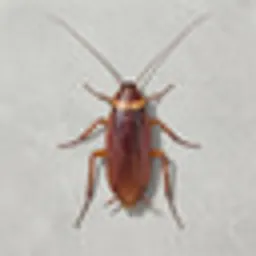 COCKROACH