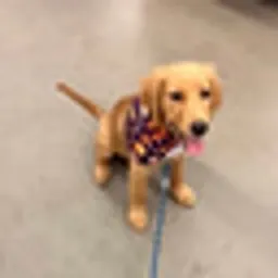 Barking Puppy logo