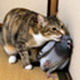 BIRDCAT