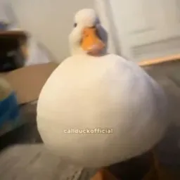 sigmaduck