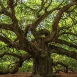 trees