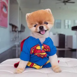 Jiffpom token logo