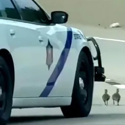 Justice for Goslings logo