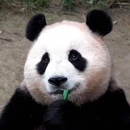 Fubao The Viral Panda token logo