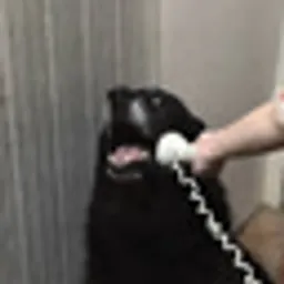 YESDOG
