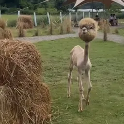 ALPACO