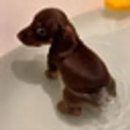 FARTDOG