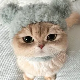 Bonnie the cat logo