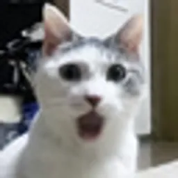 OMGCAT