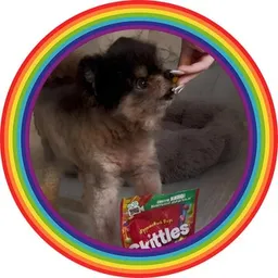 Dog Wif Skittles token logo