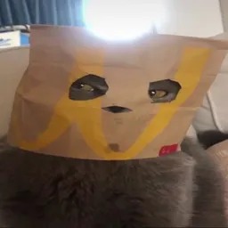 NOTCAT