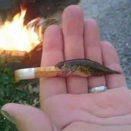 smoking baby fish token logo