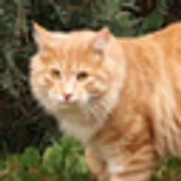 JIRO