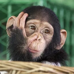 Baby Chimp token logo