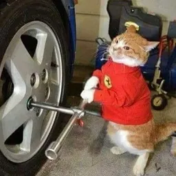 catwifjob