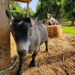 Mark Zuckerburg's Goat Bitcoin token logo