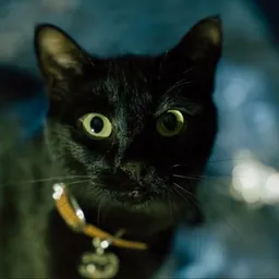 NBA Youngboy's Cat logo