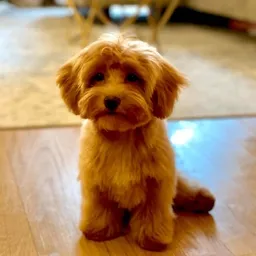 POOCH
