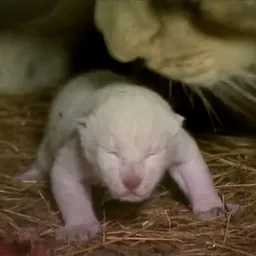 Newborn king of Zoofolio logo
