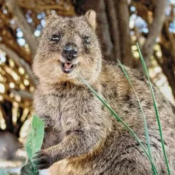 Quokka token logo