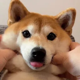 #1 Tiktok Shiba token logo