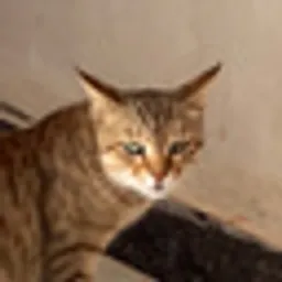 KILLA