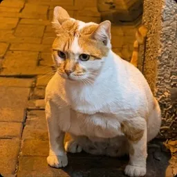 GIGACAT