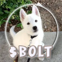 $BOLT