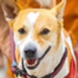 ALOKA