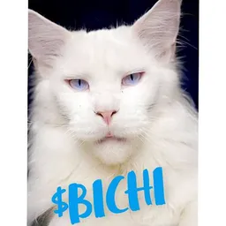 Bichi Blue Cat token logo