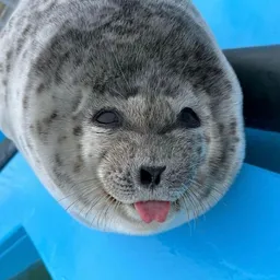 Silly Baby Seal token logo