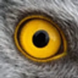 Birde