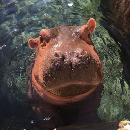 Fiona the Hippo token logo