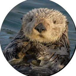 Ollie The Otter token logo