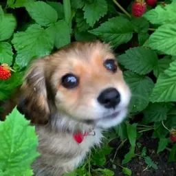 Ghibli the Berry Dog token logo