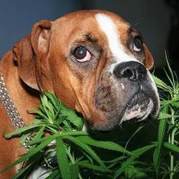 $DogWeed