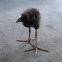 BIRDIFICATION logo
