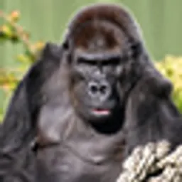 ネネ