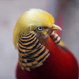 Trump Bird token logo