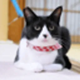 Onigiri