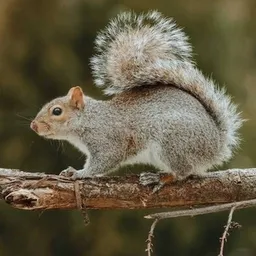 eastern grey squirrel token logo