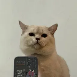 SelfieCat token logo