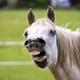 HORSE TEETH logo