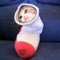 CAT IN SOCK token logo