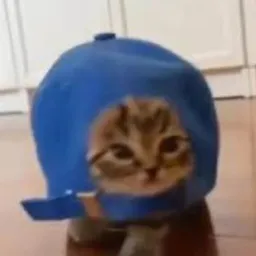 capcat