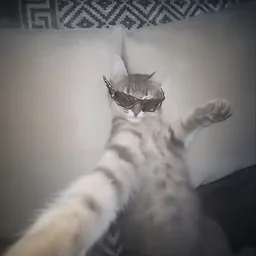 Purr the Cat logo