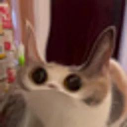 Meepcat logo